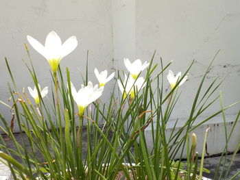 Close-up of white crocus against plants