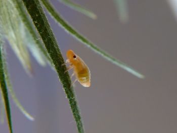 Close-up of caterpillar on plant