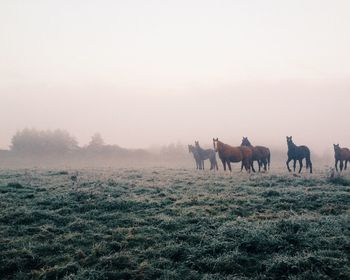 Horses grazing on grassy field
