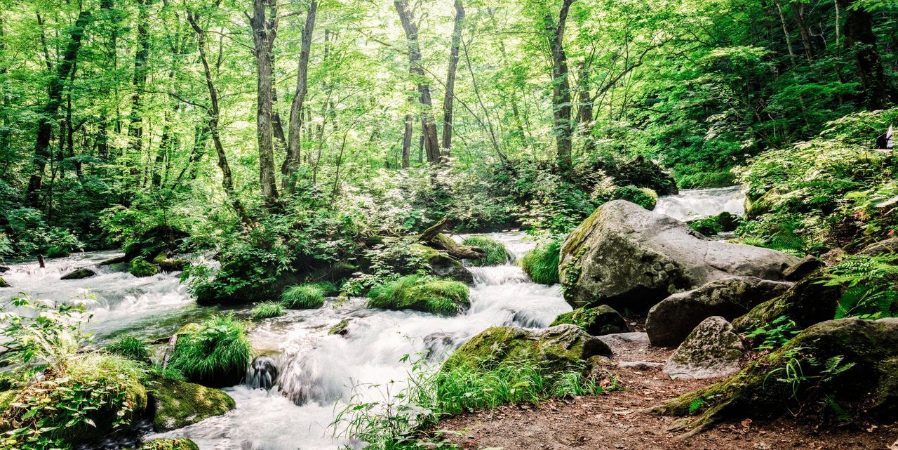 forest, tree, plant, land, beauty in nature, nature, scenics - nature, water, motion, tranquility, environment, day, woodland, flowing water, rock, no people, growth, tranquil scene, solid, flowing, outdoors, stream - flowing water, rainforest