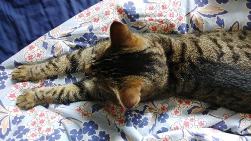 Close-up of cat relaxing on bed