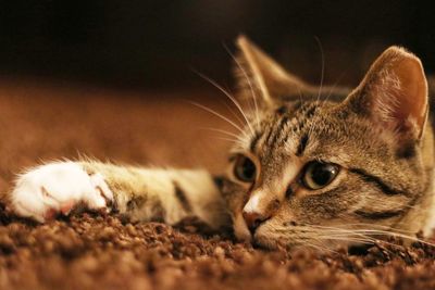 Close-up of tabby on field