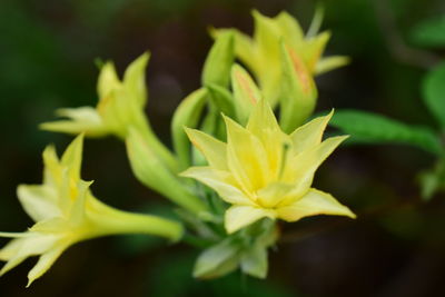 Close-up of yellow flowering plant