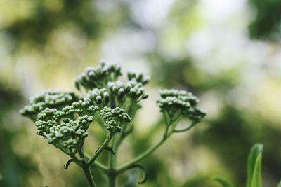 Close-up of flower buds growing outdoors
