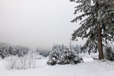 Trees on snow covered field against clear sky