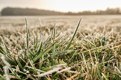 Close-up of grass in field