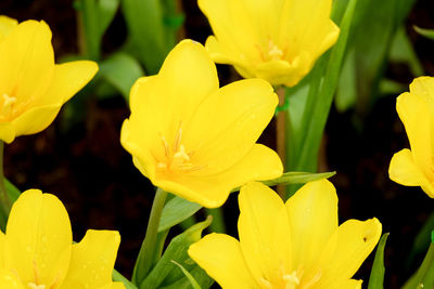 Close-up of yellow flowers blooming outdoors