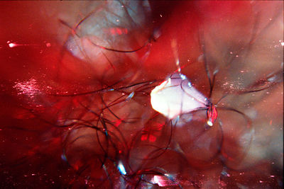 Full frame shot of illuminated red flower in glass