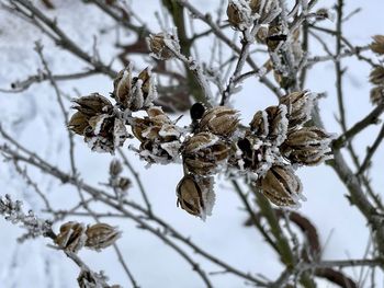 Close-up of frozen plant on tree during winter