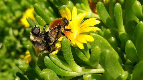 Close-up of bee mating on flower