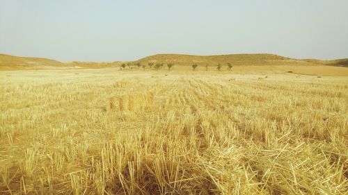 Scenic view of agricultural field against clear sky