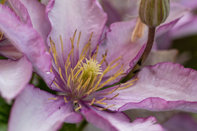 Close-up of pink rose flower