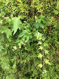 High angle view of green leaves