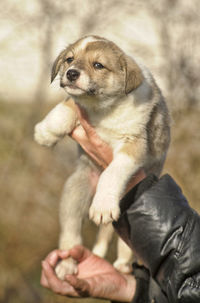 Low section of person holding puppy