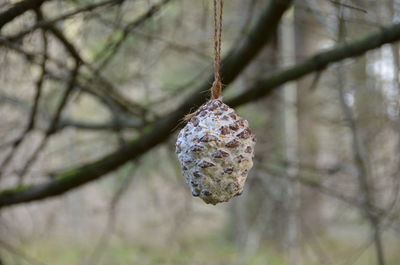 Close-up of snow on tree