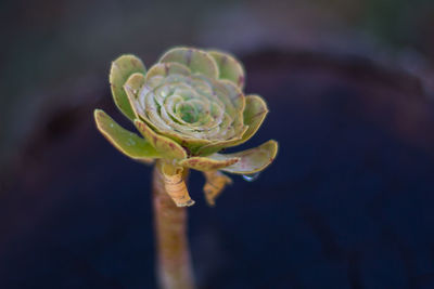 Close-up of flower bud