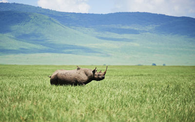 View of an animal on field