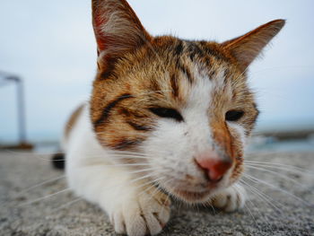 Close-up of cat