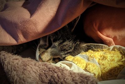 Close-up of cat sleeping on bed