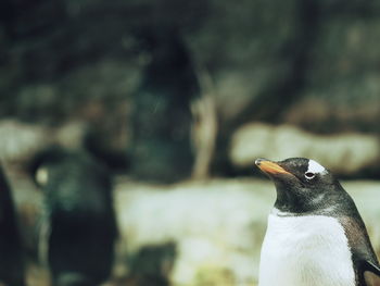 Close-up of bird