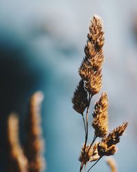 Close-up of wilted plant against sky