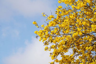 Low angle view of yellow flowering plant against sky