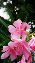 Close-up of pink flowers