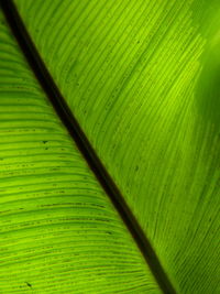 Full frame shot of green leaf