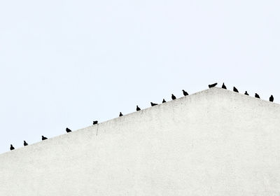 Low angle view of birds perching on a building