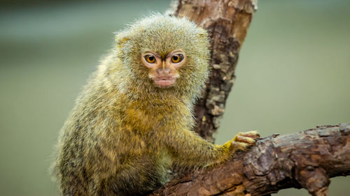 Portrait of monkey on tree