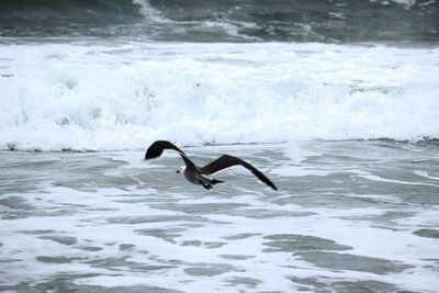 Side view of a bird in water