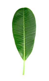 Close-up of green leaves against white background