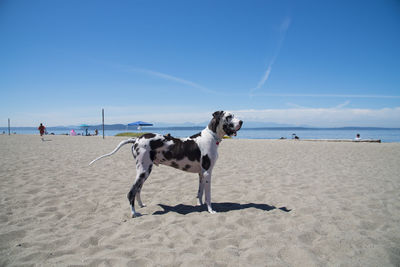 Great dane standing at beach against blue sky during sunny day