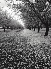 Surface level of footpath along trees