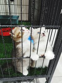 Cat looking away in cage