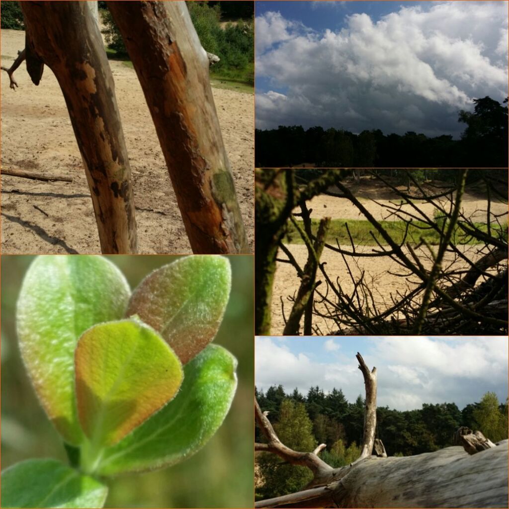 Zandverstuiving Het Grote Bos