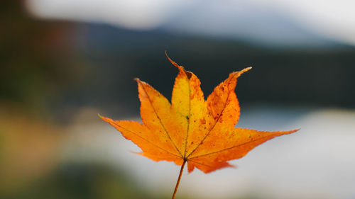 Close-up of orange maple leaves on plant