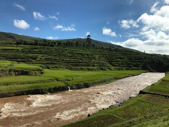 Scenic view of agricultural field against sky