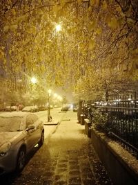 Illuminated flower trees at night