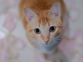 Close-up portrait of kitten