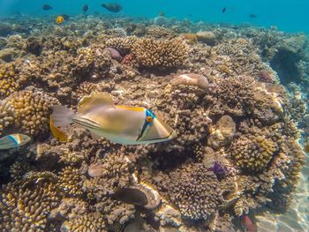 Fish swimming in sea