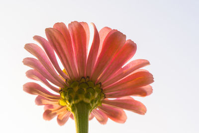 Close-up of flower against white background