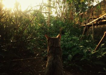 Cat looking away in forest