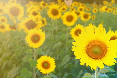 Close-up of sunflower against yellow flowering plants
