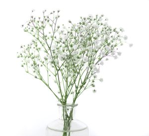 Close-up of white flowering plant in vase