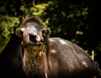 Bactrian camel looking away