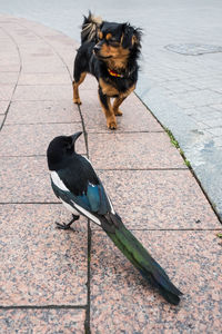 Dog standing by bird on footpath