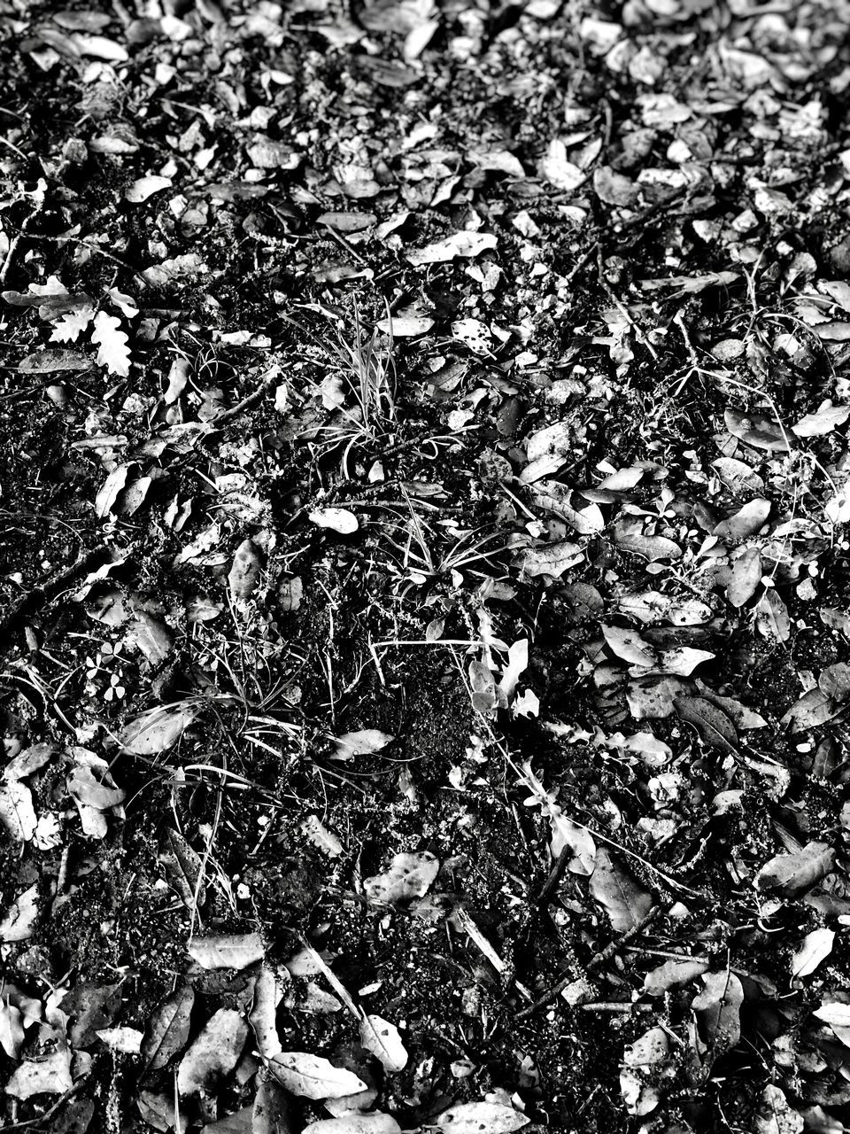 HIGH ANGLE VIEW OF LEAVES ON GROUND