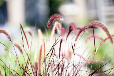 Close-up of pink flowering plants on field