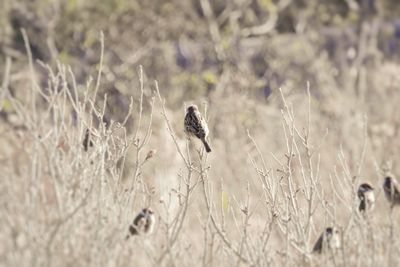 Bird perching on a field